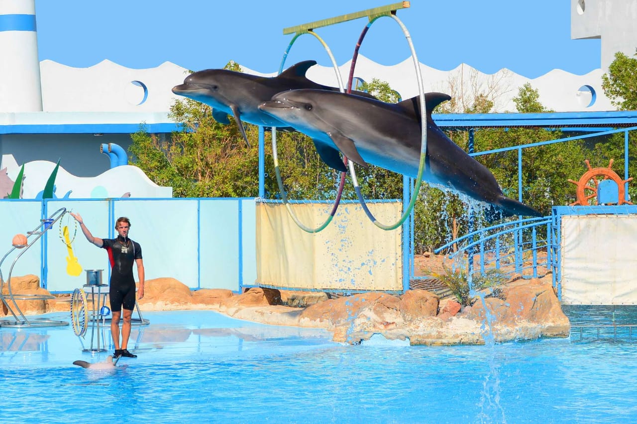 Dolphin Show