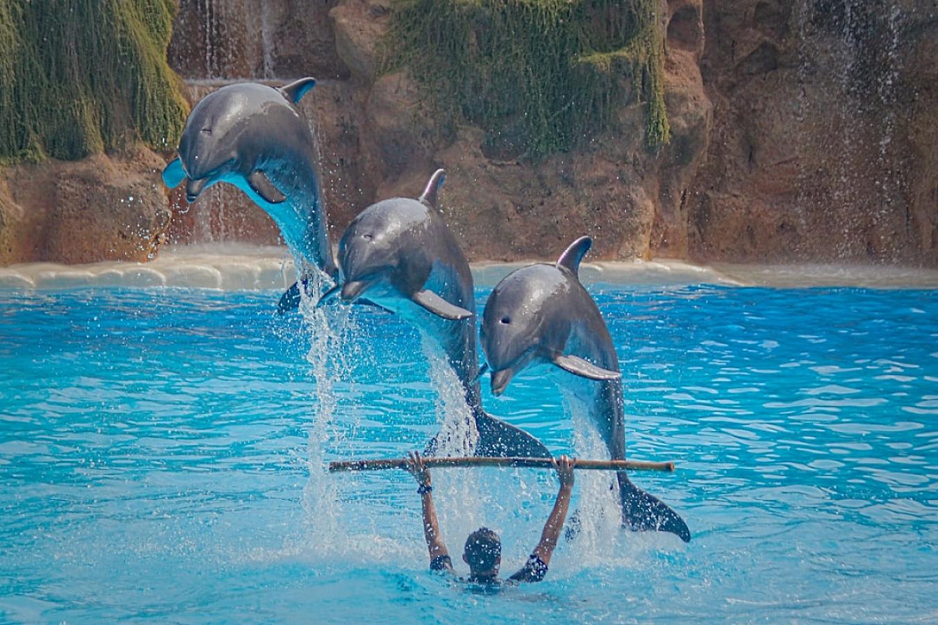 Delfin-Show