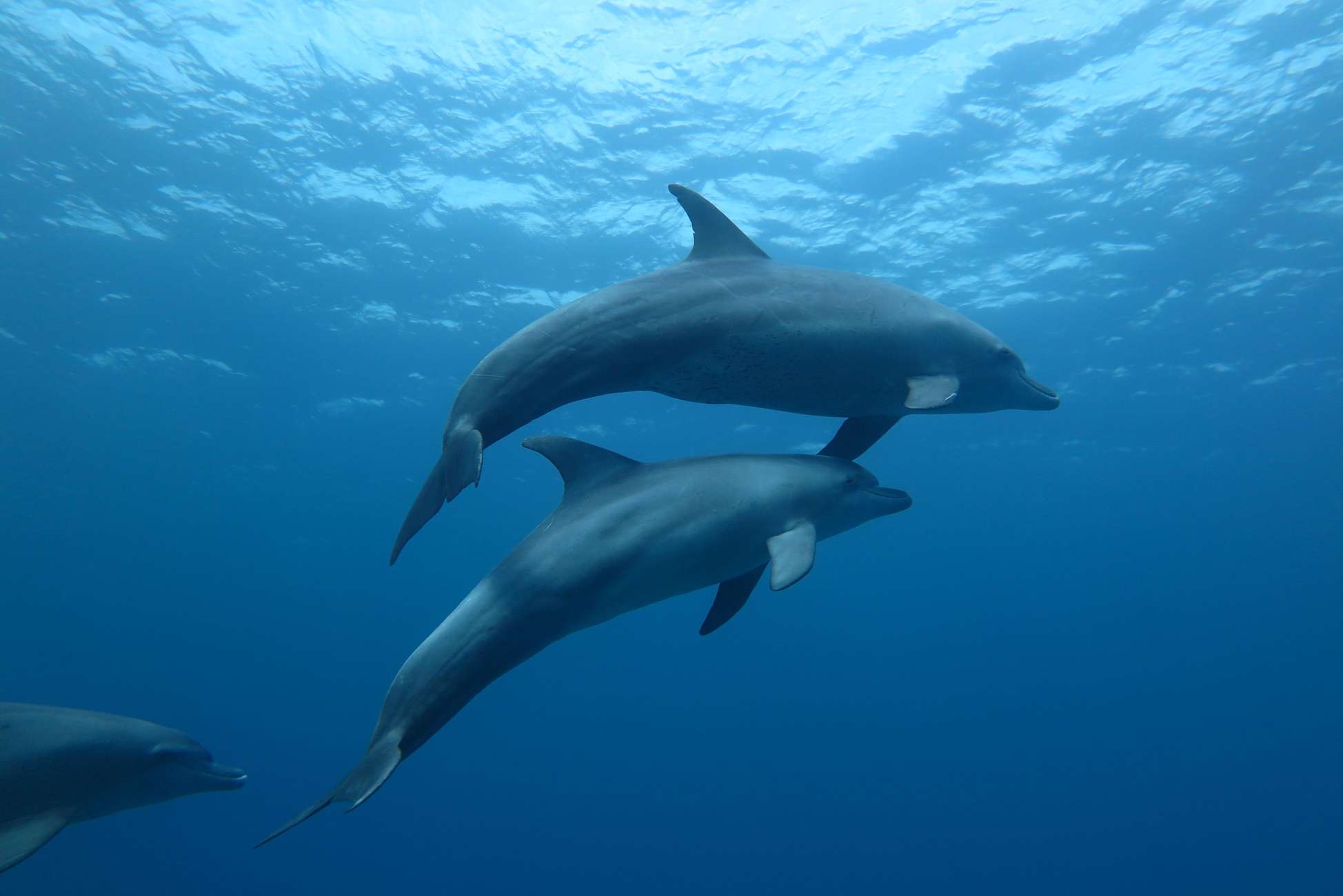 VIP Dolphin Show