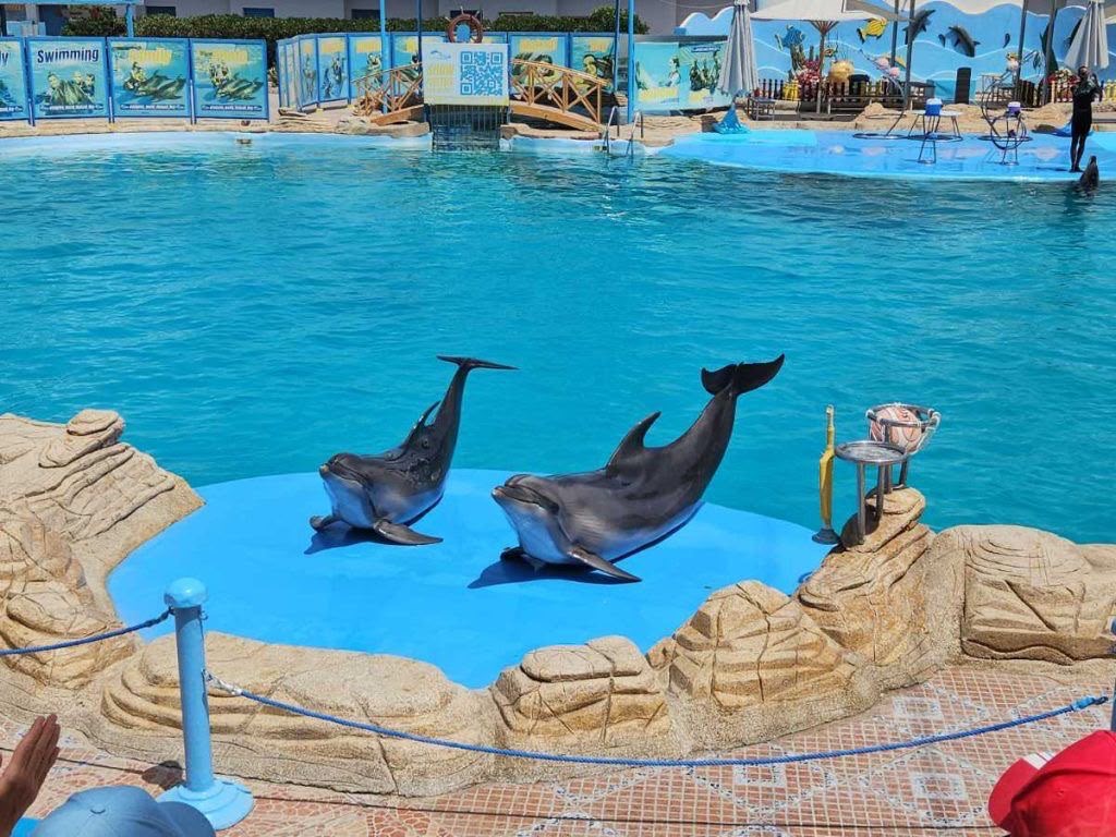 Safari & Dolphin VIP Package