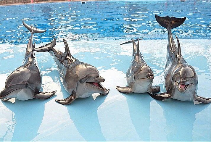 Safari & Dolphin VIP Package